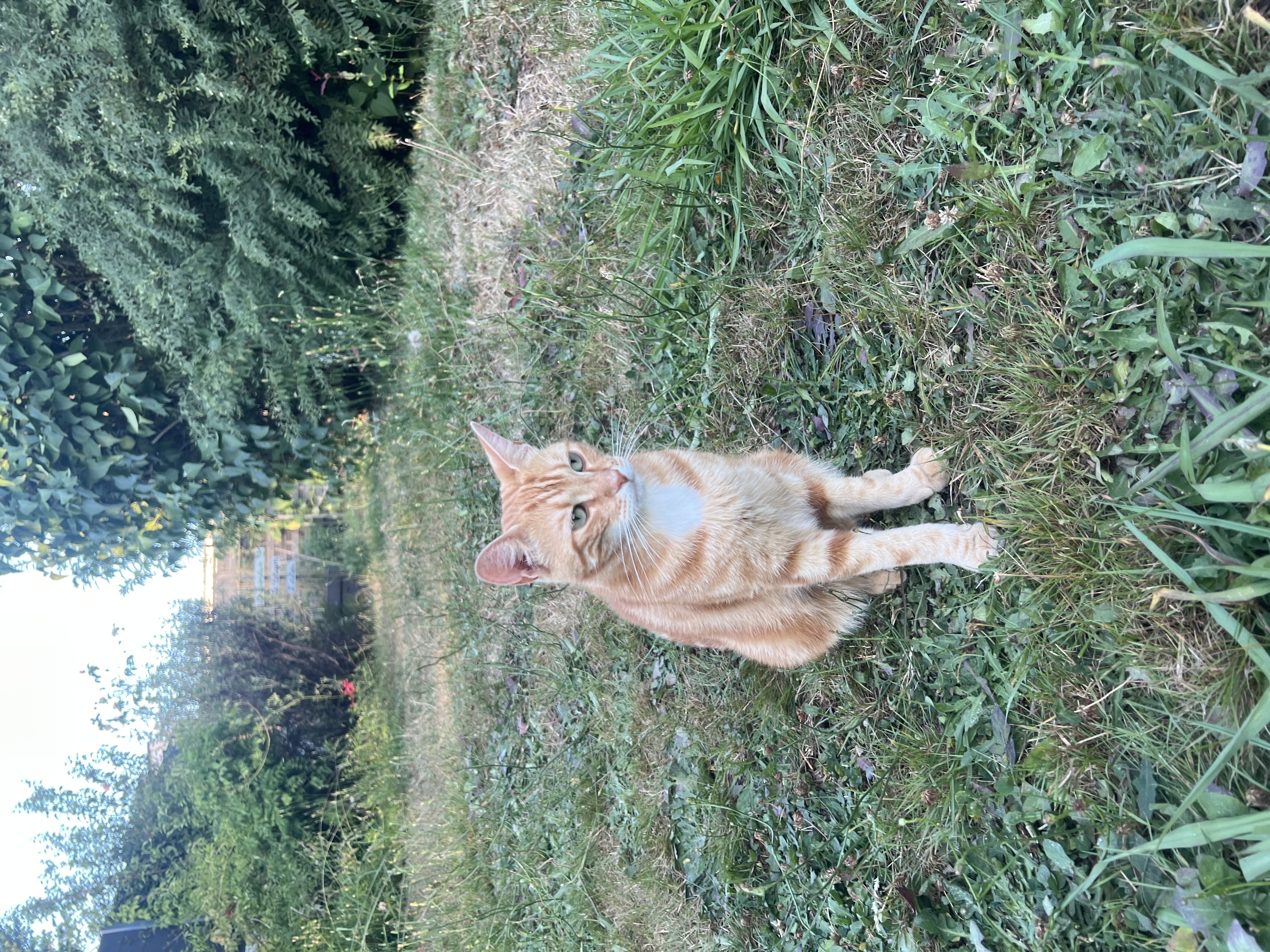 Transport de chat en sécurité